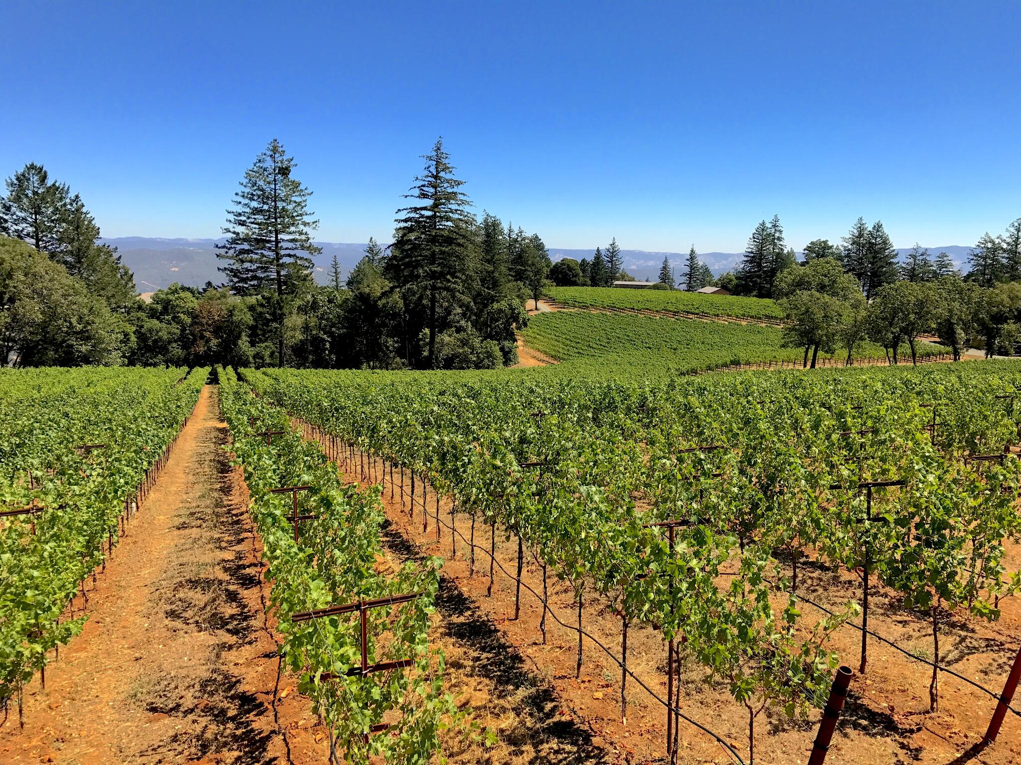 Lamborn Family Vineyards Cover Image