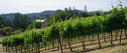 Bravante Vineyards Image