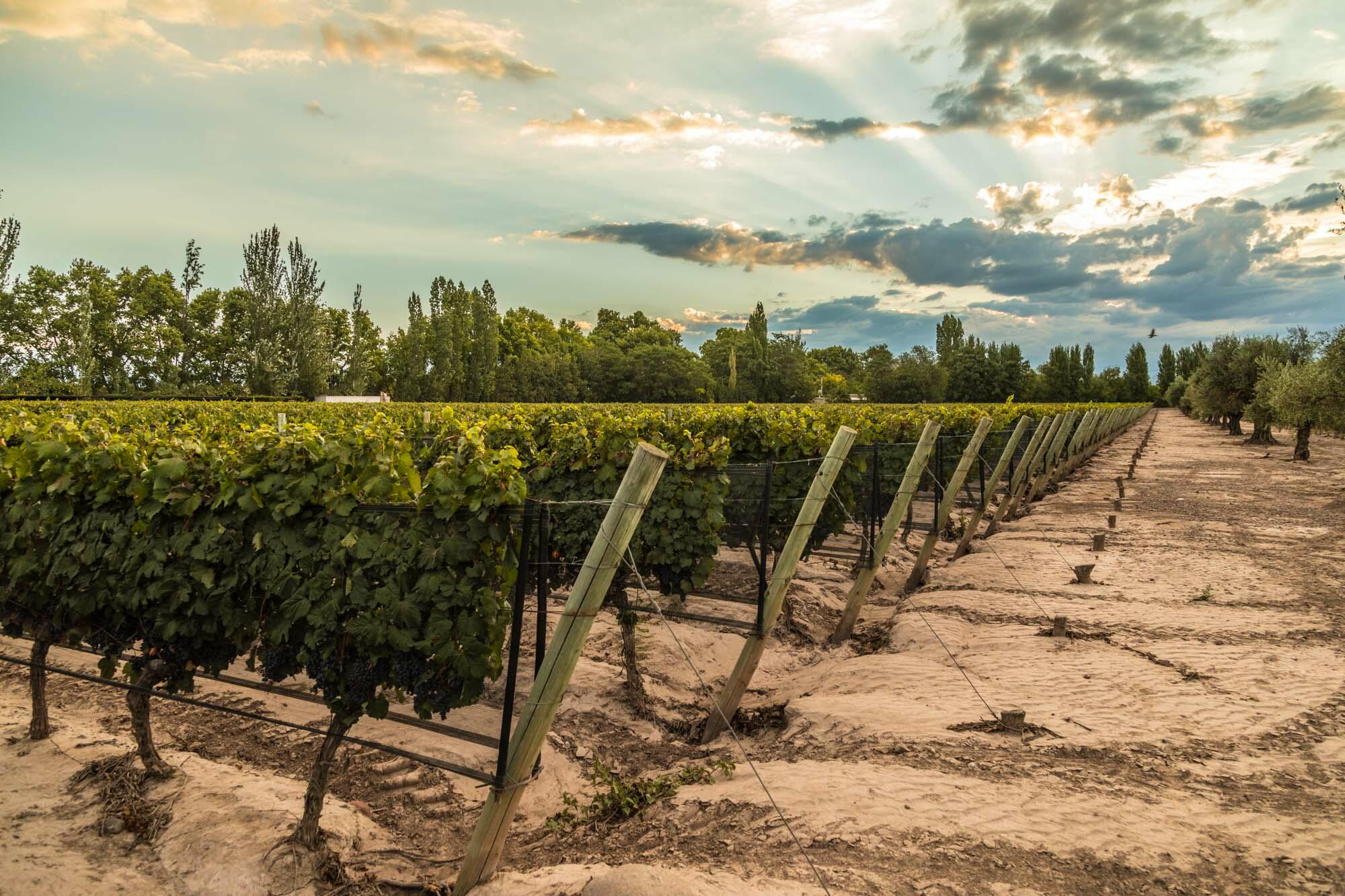 Malbec Nation Cover Image