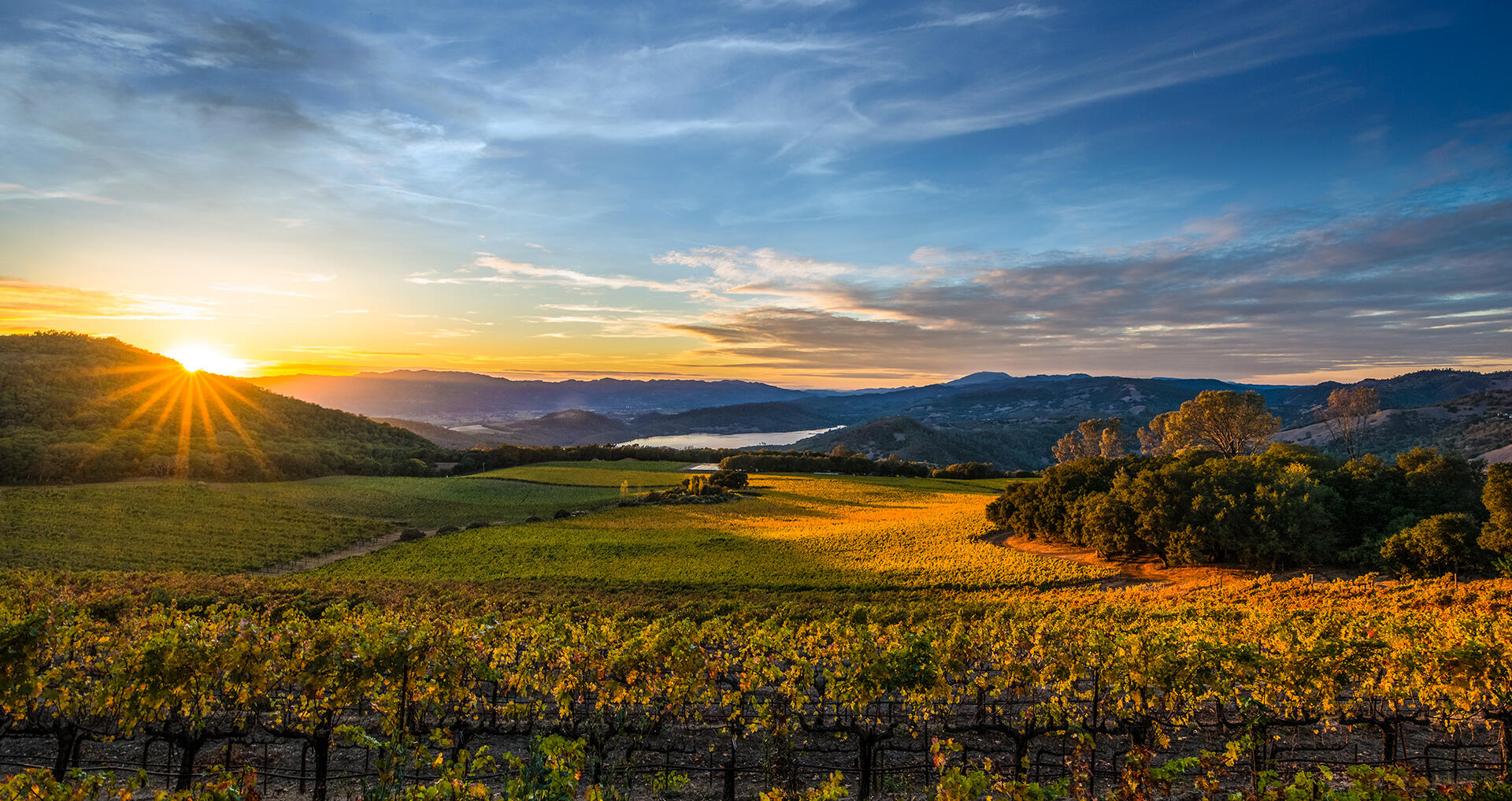 Chappellet Vineyard Cover Image