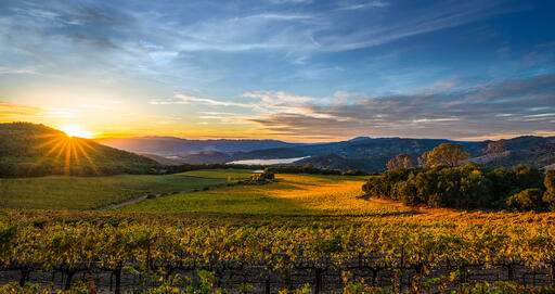 Chappellet Vineyard Image