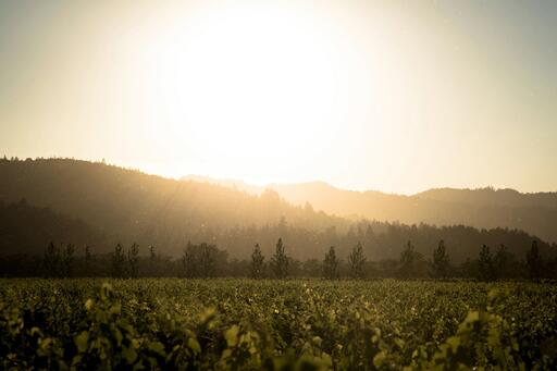 Accendo Cellars Image