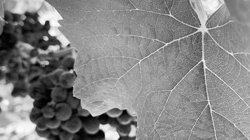 Hayfork Wine Co. Image