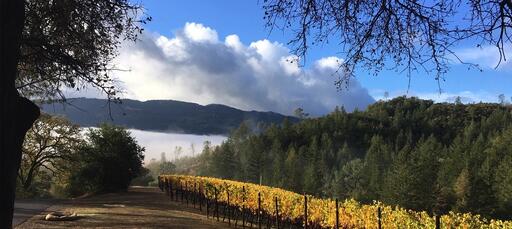 Kelly Fleming Wines Image