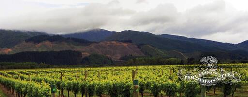 Terlato Vineyards Image