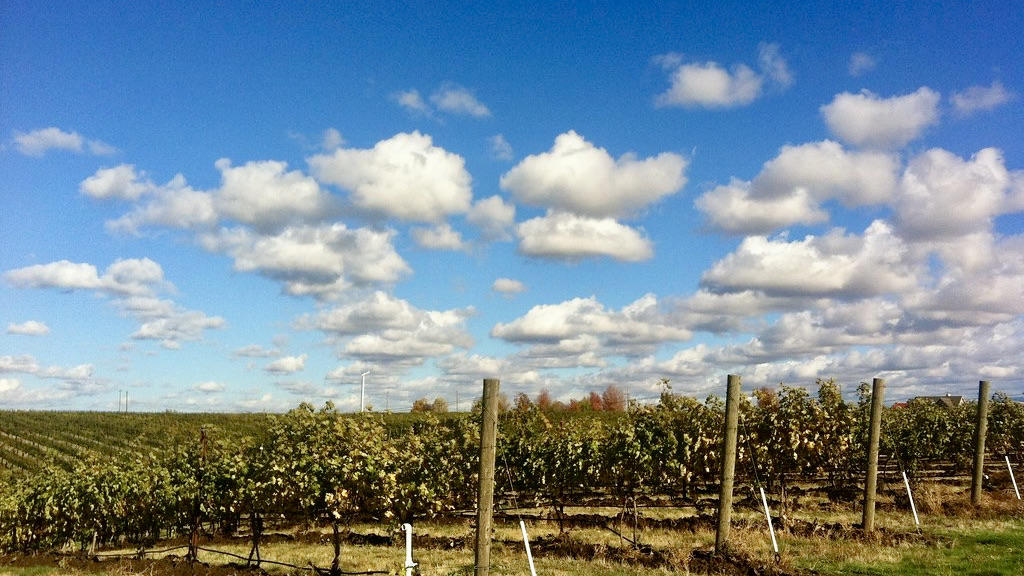 Va Piano Vineyards Cover Image