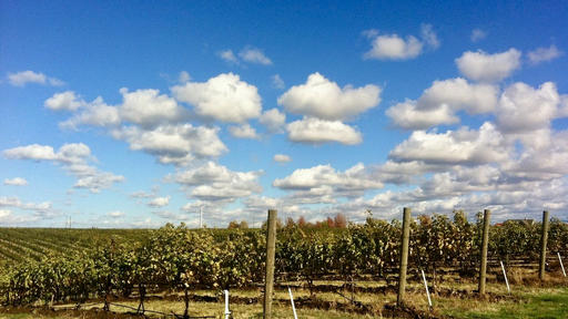Va Piano Vineyards Image