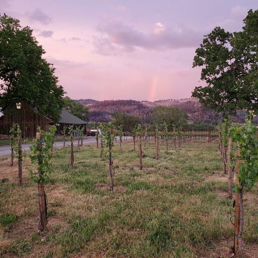 Battuello Vineyards Image