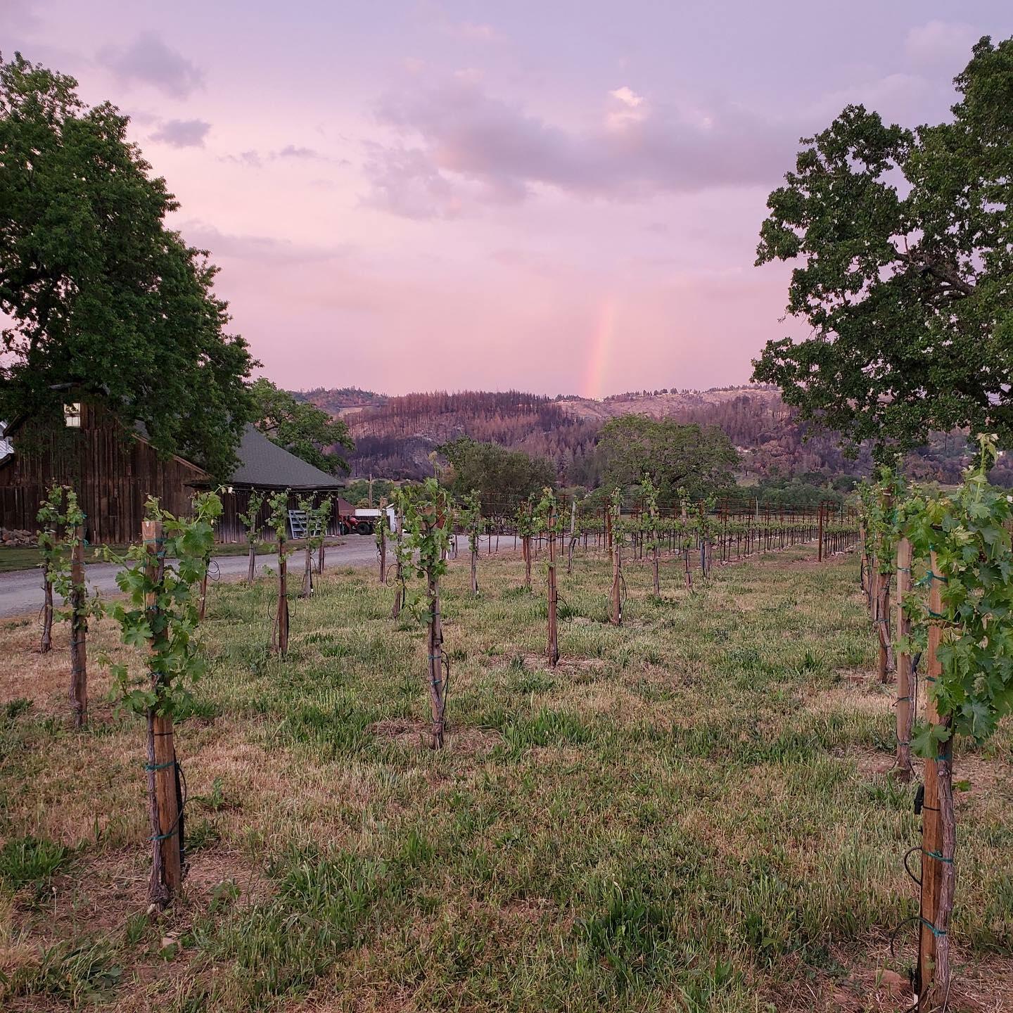 Battuello Vineyards Cover Image