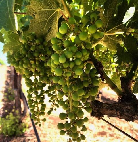 Ladera Vineyards Image