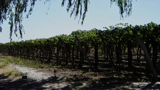 Bodega Nofal Image