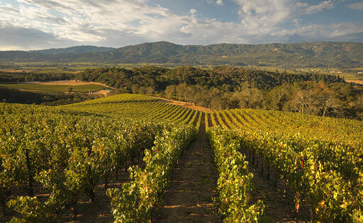 Merryvale Vineyards Image