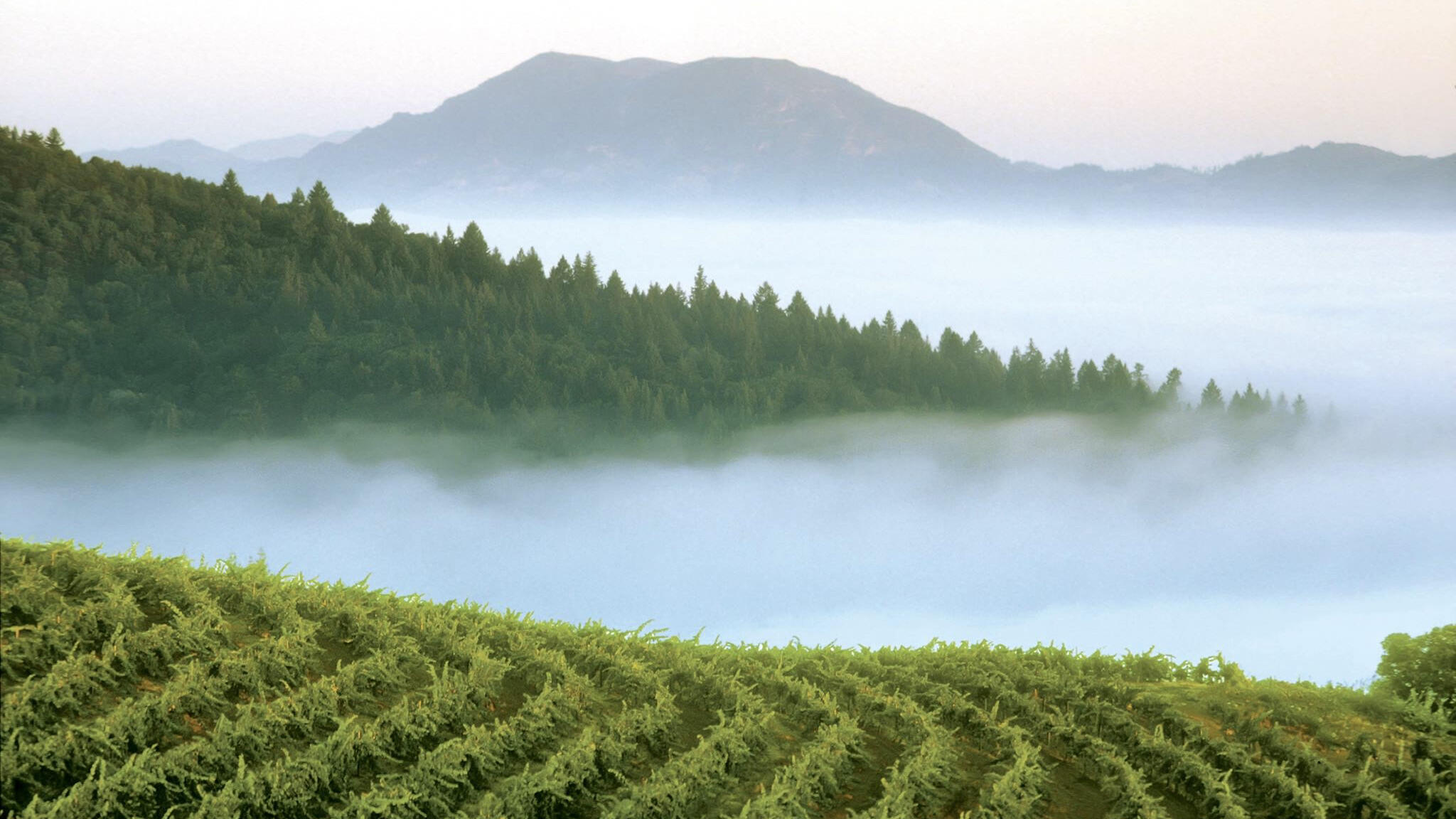 Smith-Madrone Vineyards & Winery Cover Image