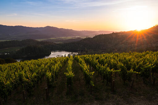 Viader Vineyards & Winery Image