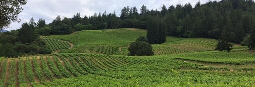Storybook Mountain Vineyards Image