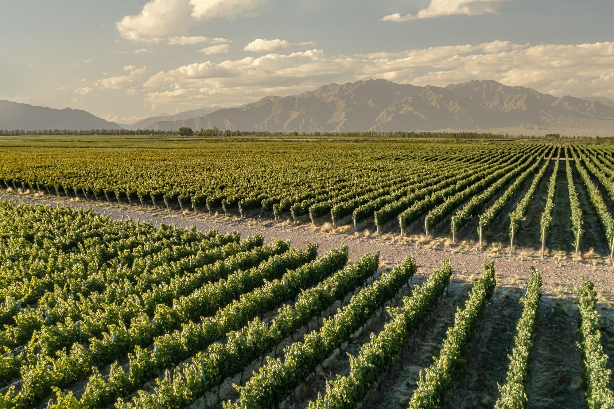 Cadus Wines Cover Image