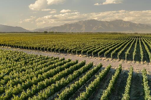 Cadus Wines Image