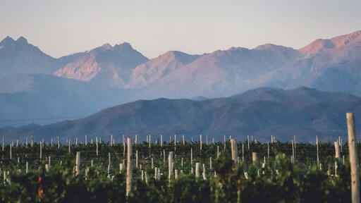 Gualtallary Wines Image