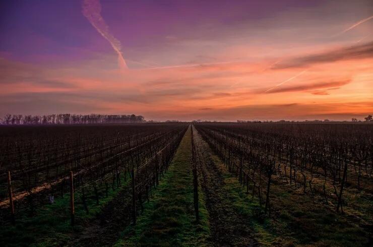 Los Rocosos Vineyards Cover Image