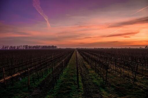 Los Rocosos Vineyards Image
