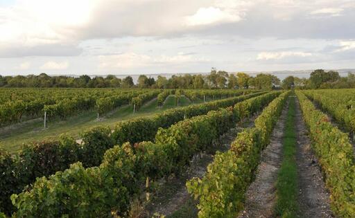 Château Haut-Maurac Image