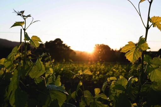 Long Meadow Ranch Winery Image