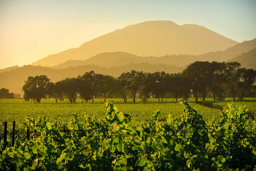Fortunati Vineyards Image