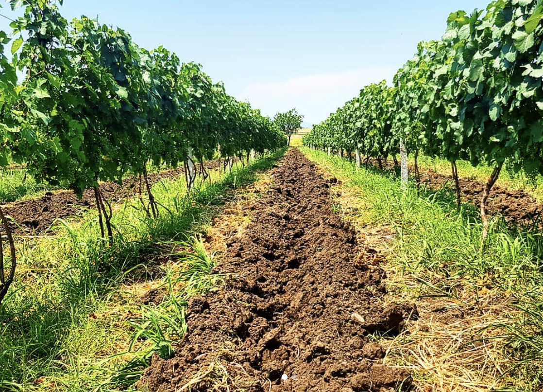Nasrashvili Family Winery Cover Image
