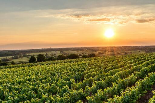Axios Wine Image