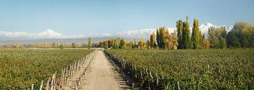Martino Wines Image