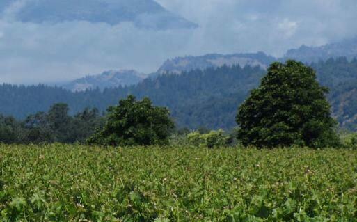 Emerson Brown Wines Cover Image