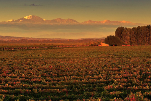 Alchimia Wines Image