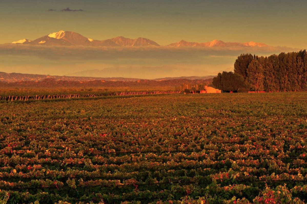 Alchimia Wines Cover Image