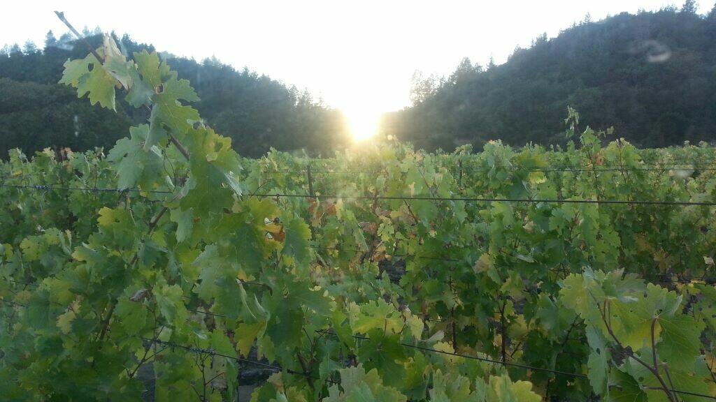 Barlow Vineyards Cover Image