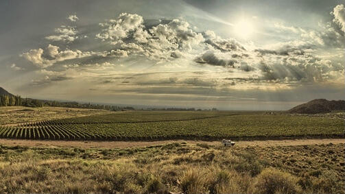 Mosquita Muerta Wines Cover Image
