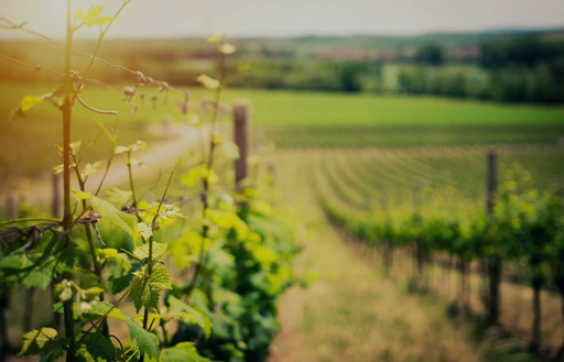 Domaine de Brondeau Lalande Image