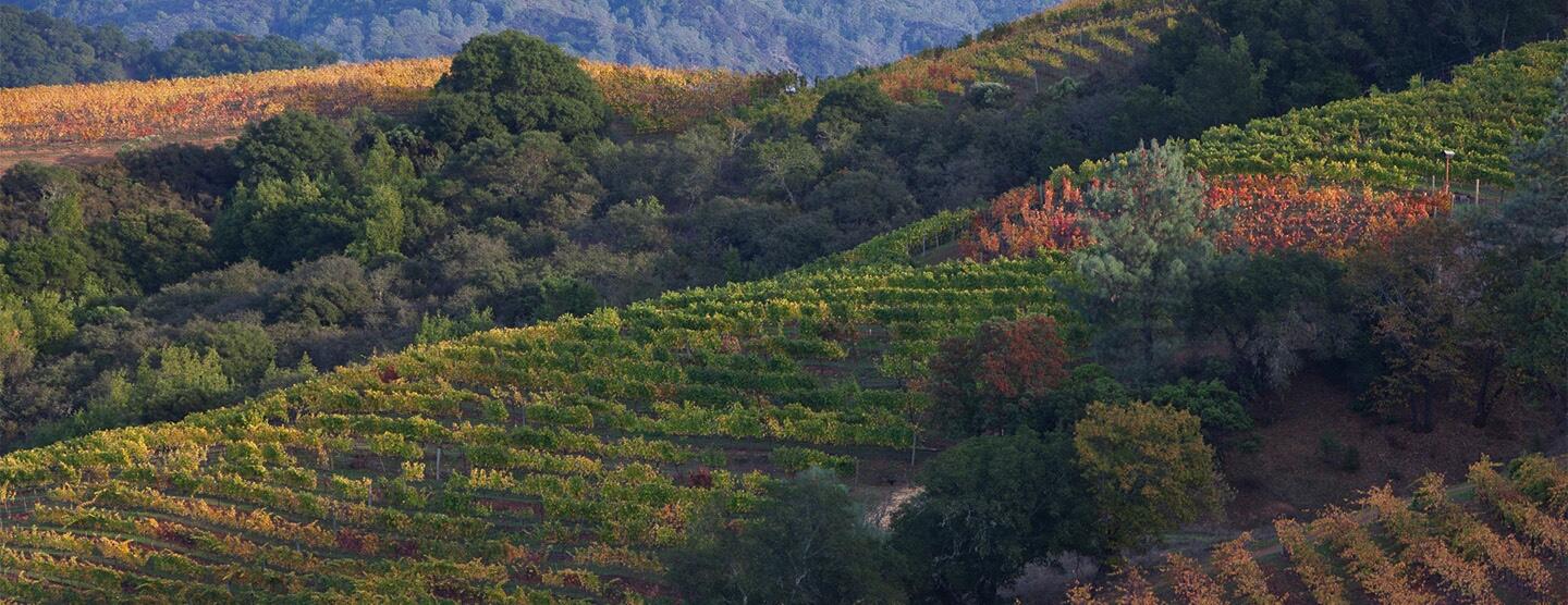 Kuleto Estate Cover Image