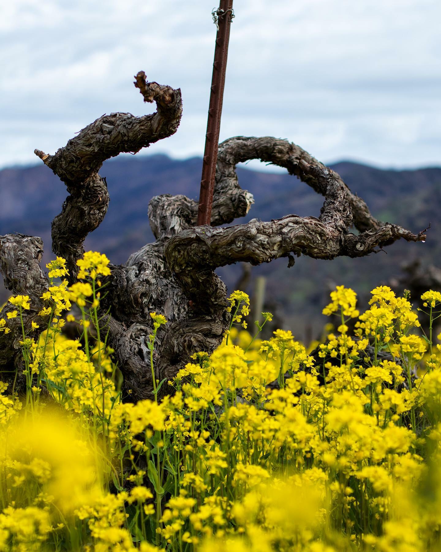 Vermeil Wines Cover Image