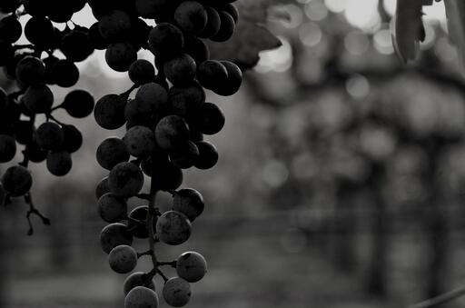 Night Wines Image