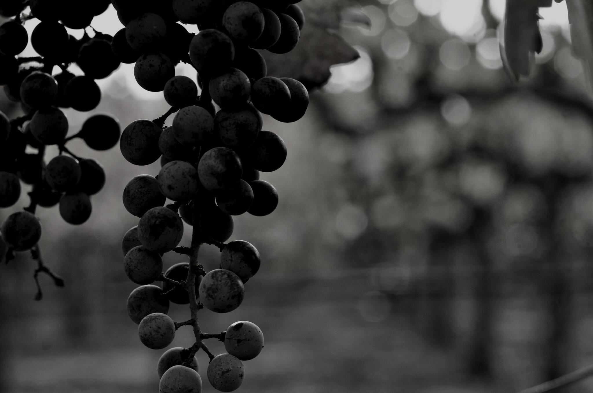 Night Wines Cover Image