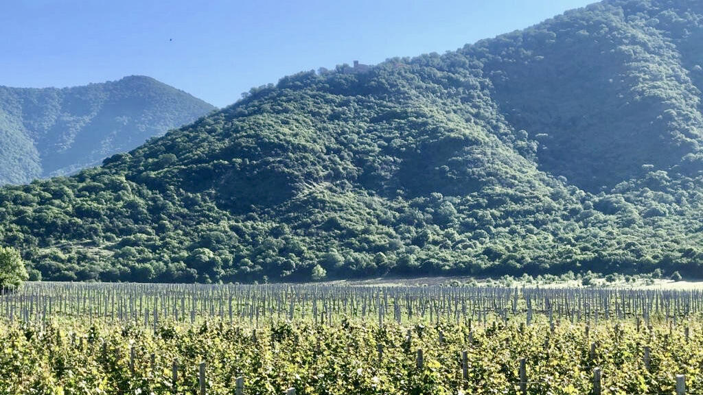Best Georgian Wines Cover Image