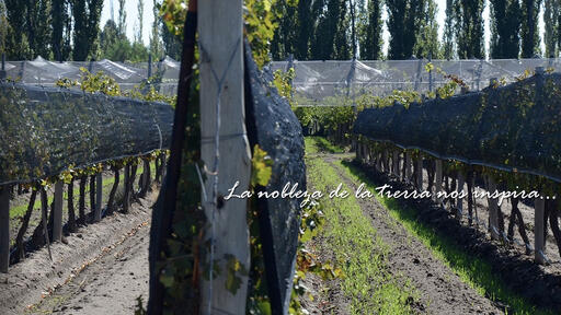 Bodega Argana Image