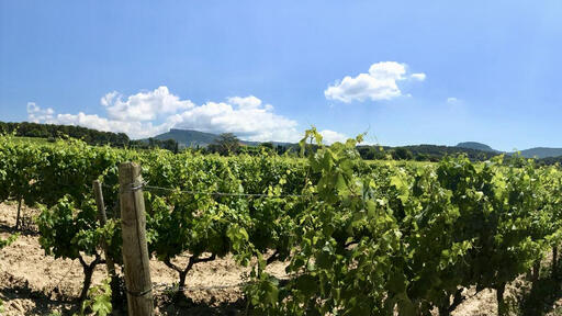 AvinoDos Wines Image