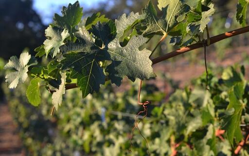 Sill Family Vineyards Image
