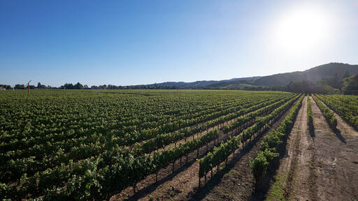 Silenus Winery Image