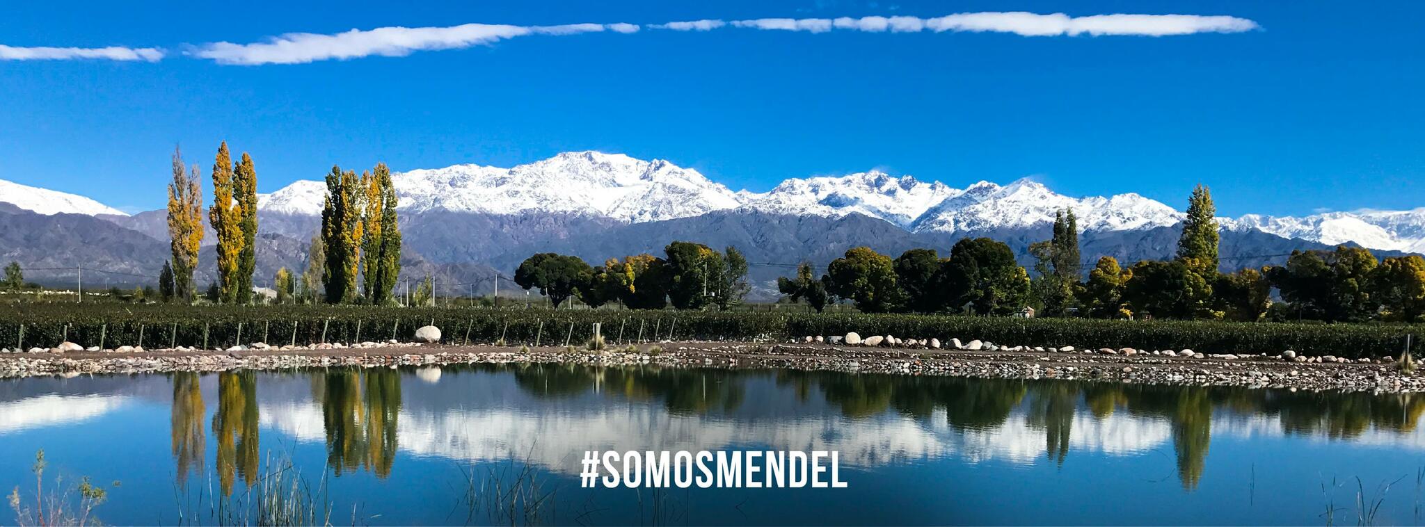 Mendel Wines Cover Image