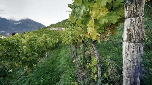 Manni Nössing Image