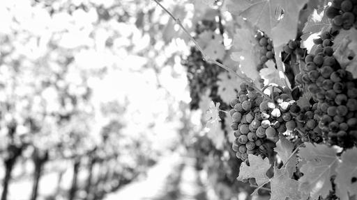 SuLei Cellars Image