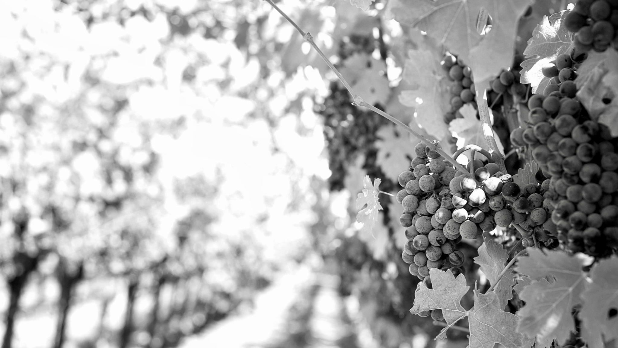 SuLei Cellars Cover Image