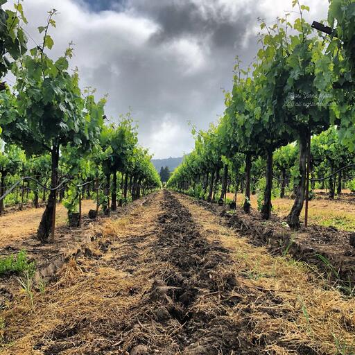 hope & grace Winery Image